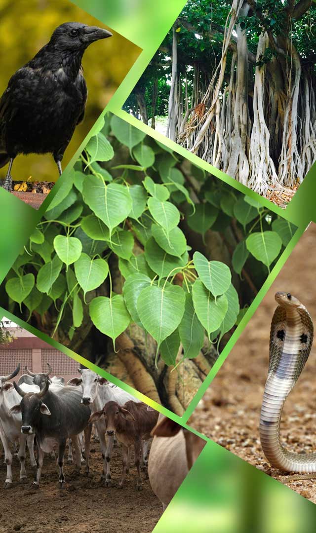 પિતરોના સમાન છે આ વૃક્ષ, પક્ષી અને પશુ 