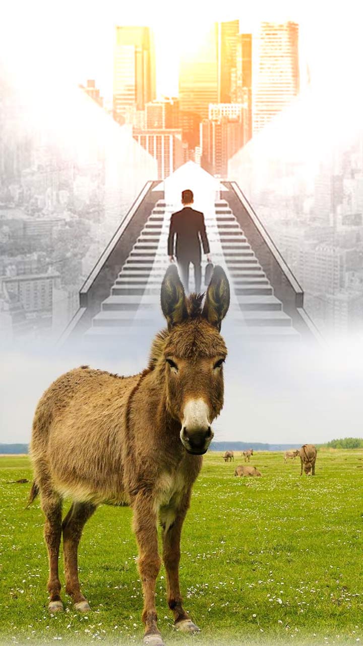 જીવનમાં સફળતા માટે ગધેડા પાસેથી શીખો આ 5 આદતો