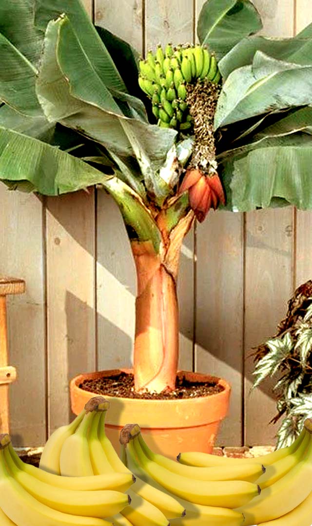Vastu Tips - કેળાનો છોડ ઘરમાં લગાવવો છે શુભ, ઘરમાં રહે છે લક્ષ્મીનો વાસ 