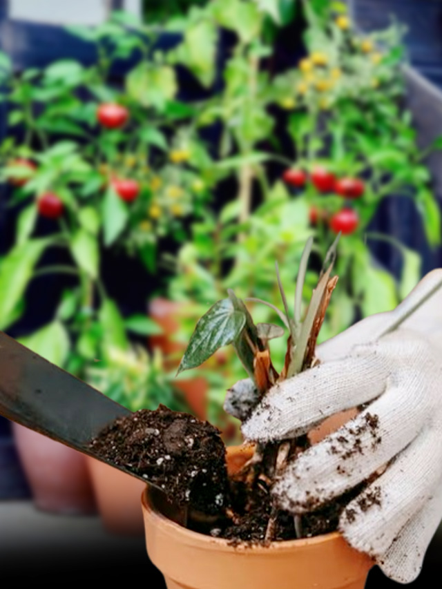 શિયાળામાં પણ ઘરે સરળતાથી ઉગાડો આ 5 ફળ