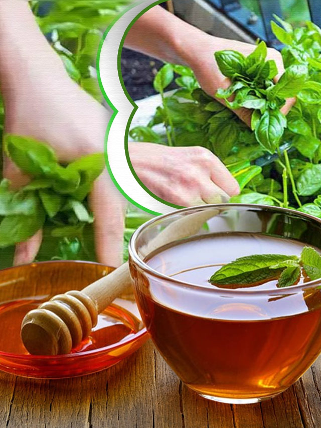 તમારા કિચન ગાર્ડનમાં આ 4 હર્બલ ટી ઉગાડો