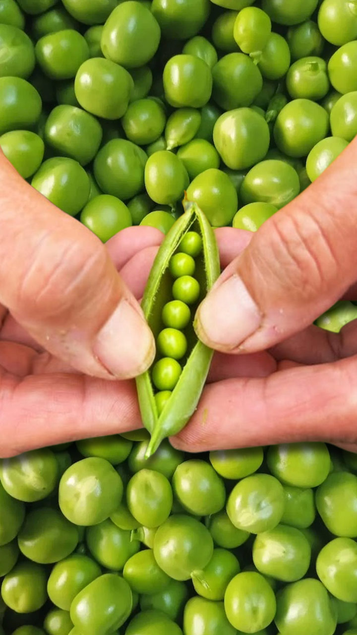 ભૂલથી પણ વટાણાના દાણા ન ખાવો, જાણો કારણ