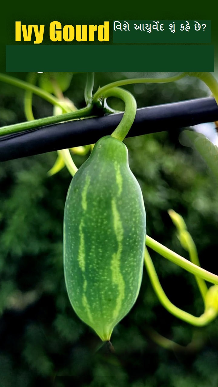 Ivy Gourd વિશે આયુર્વેદ શું કહે છે?