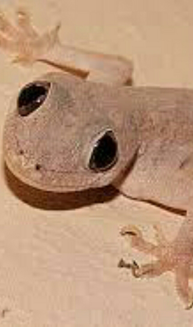 ગરોળીનું તમારા પર પડવું શુભ છે કે અશુભ 