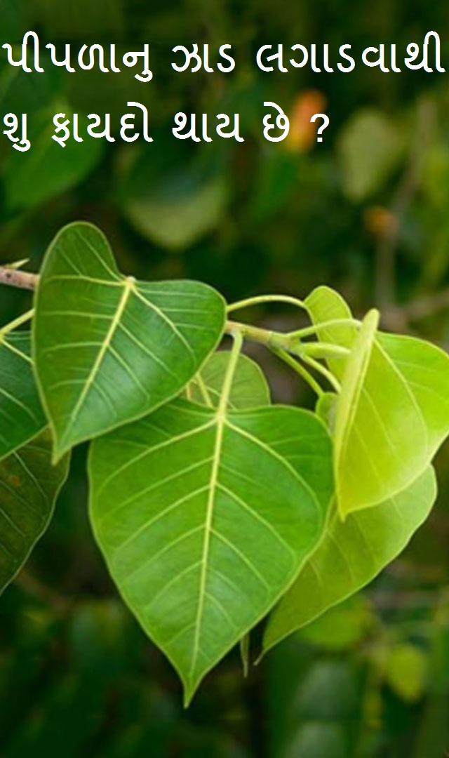 પીપળાનુ ઝાડ લગાડવાથી શુ ફાયદો થાય છે ?