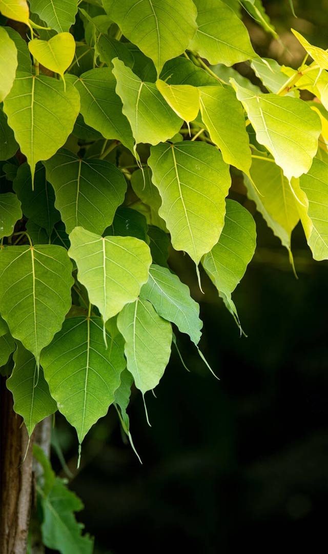 પીપળા પર કોનો હોય છે વાસ ?  ભૂત કે ભગવાન ? 