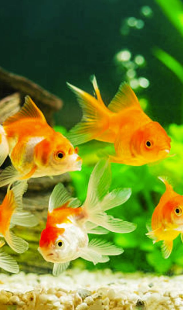 गोल्डन फिश लाने से कौनसी खुशखबरी मिल सकती है?