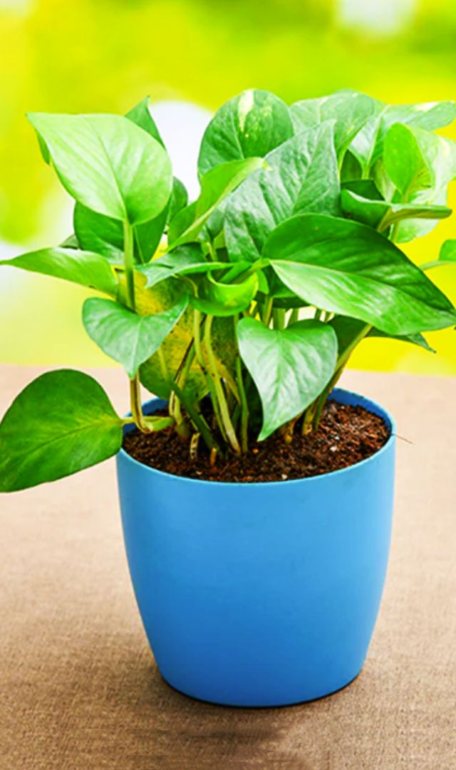 मनी प्लांट से मनी का नुकसान तो नहीं हो रहा?