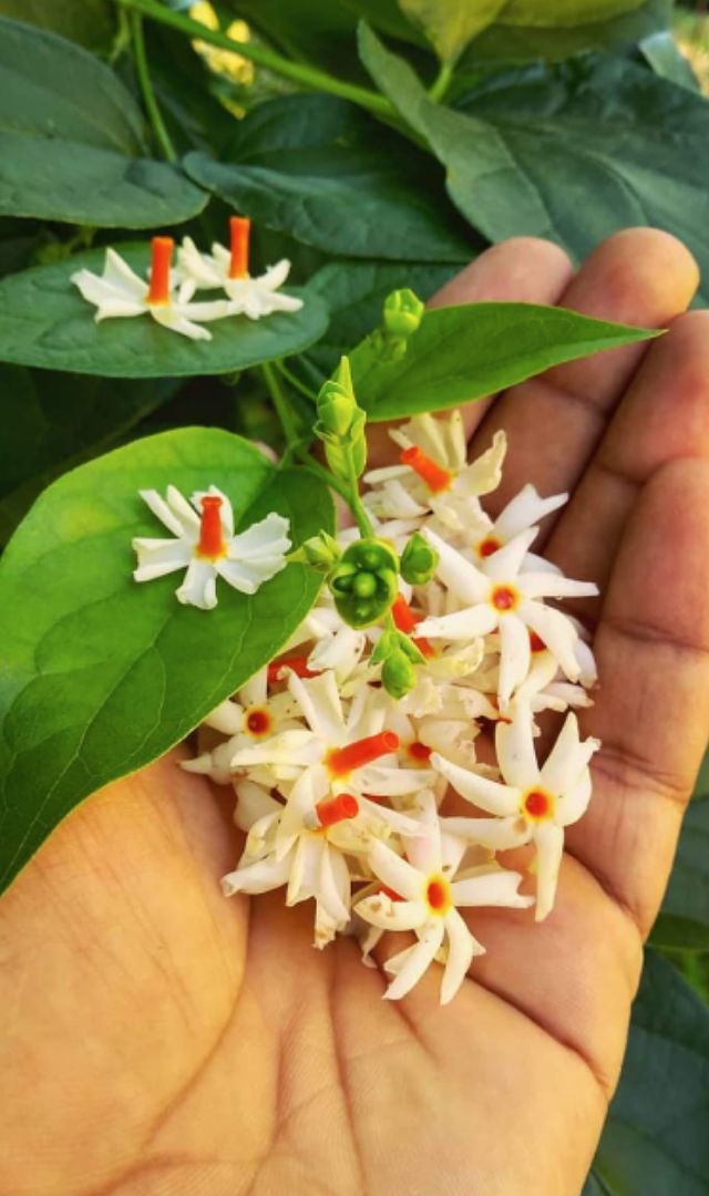 हरसिंगार घर में लगाने से क्या होगा, जानिए शुभ असर