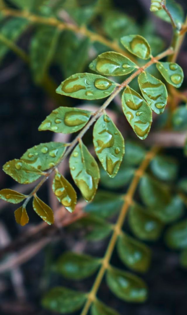 कढ़ी पत्ता कैसे खाना चाहिए? 