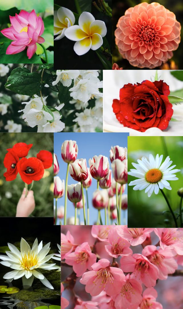 दुनिया के सबसे सुंदर 10 फूल