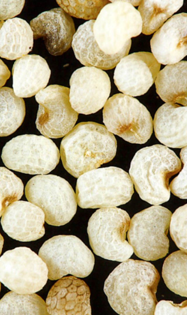 खसखस खाएं, सेहत बनाएं