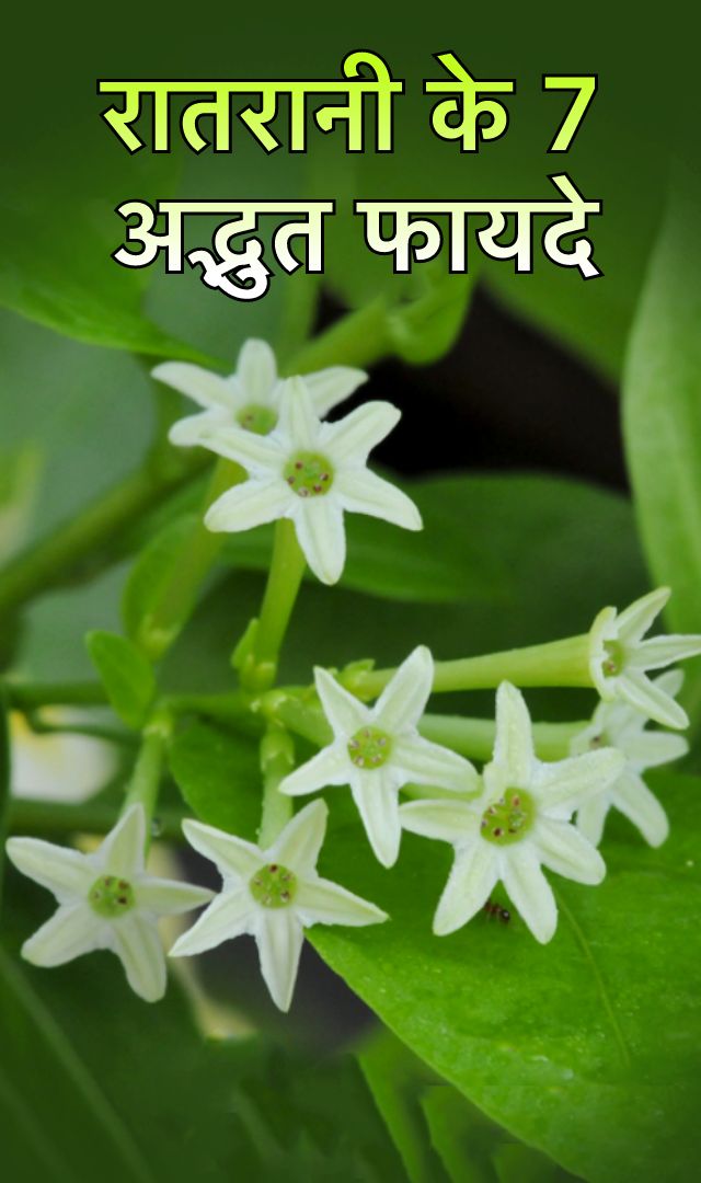 रातरानी घर के आंगन में है तो मिलेंगे ये 7 फायदे