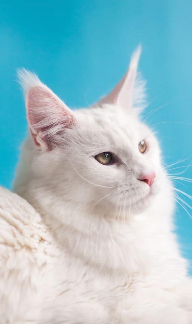 घर में बिल्ली है तो क्या होगा, शुभ या अशुभ