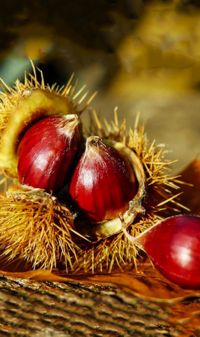 शाहबलूत Dry Fruit खाने के फायदे
