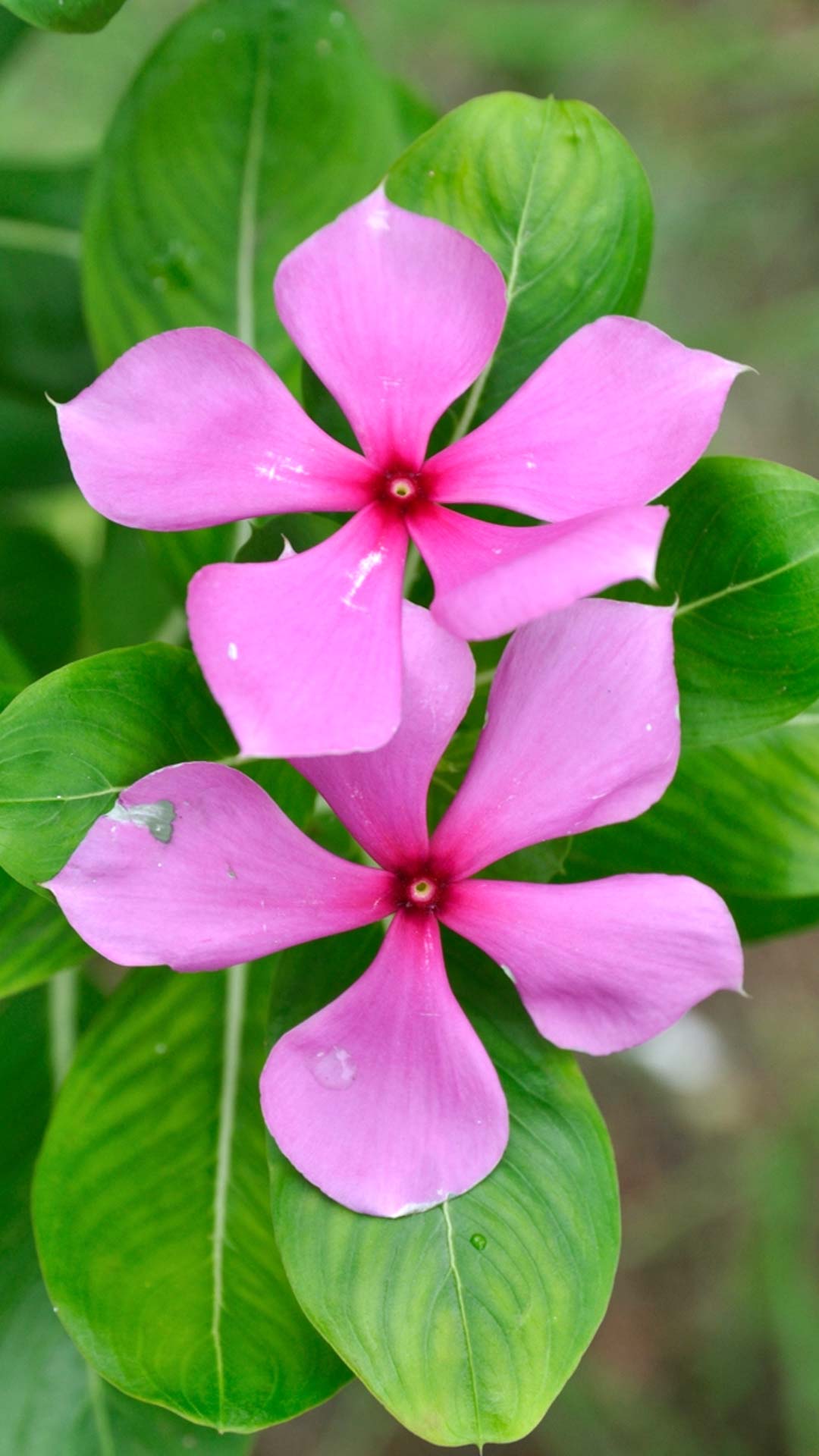 घर में लगाएं फूलों के पौधे जो रिश्तों में बढ़ाते हैं प्यार और विश्वास