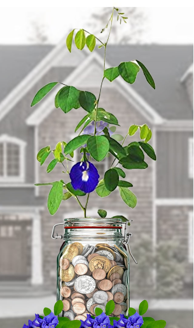 नीली अपराजिता किस दिन, किस दिशा में लगाएं, जानिए फायदे