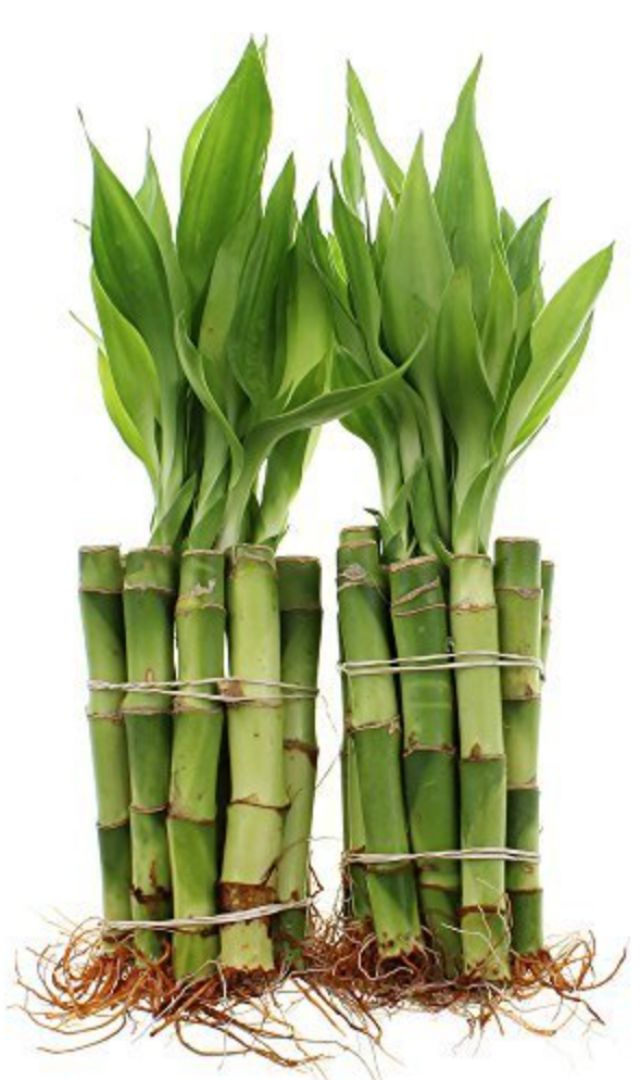 Lucky Bamboo Plant किस दिशा में रखें, क्या गिफ्ट में मिलना जरूरी है? 