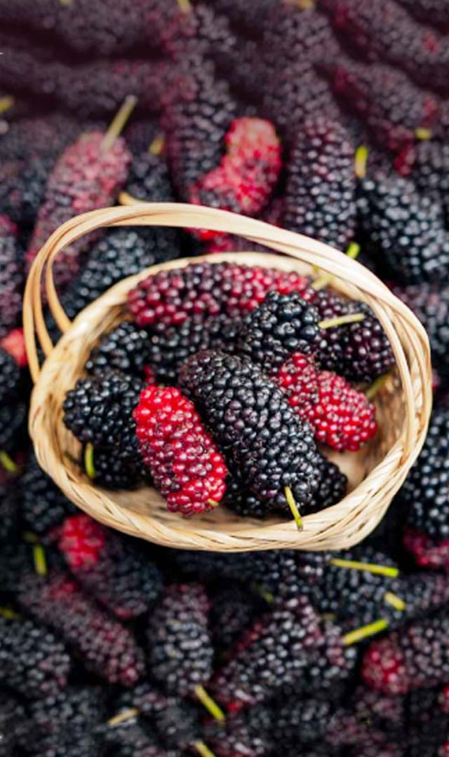 शहतूत खाने के 8 बेहतरीन फायदे