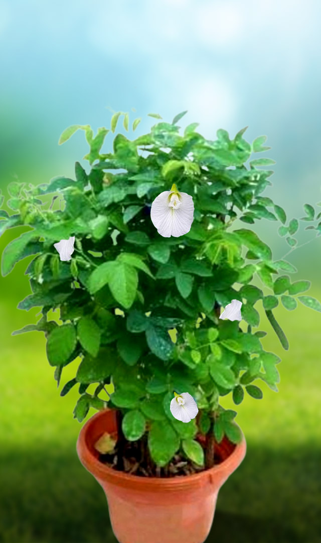 सफेद अपराजिता कब और कौन-सी दिशा में लगाएं