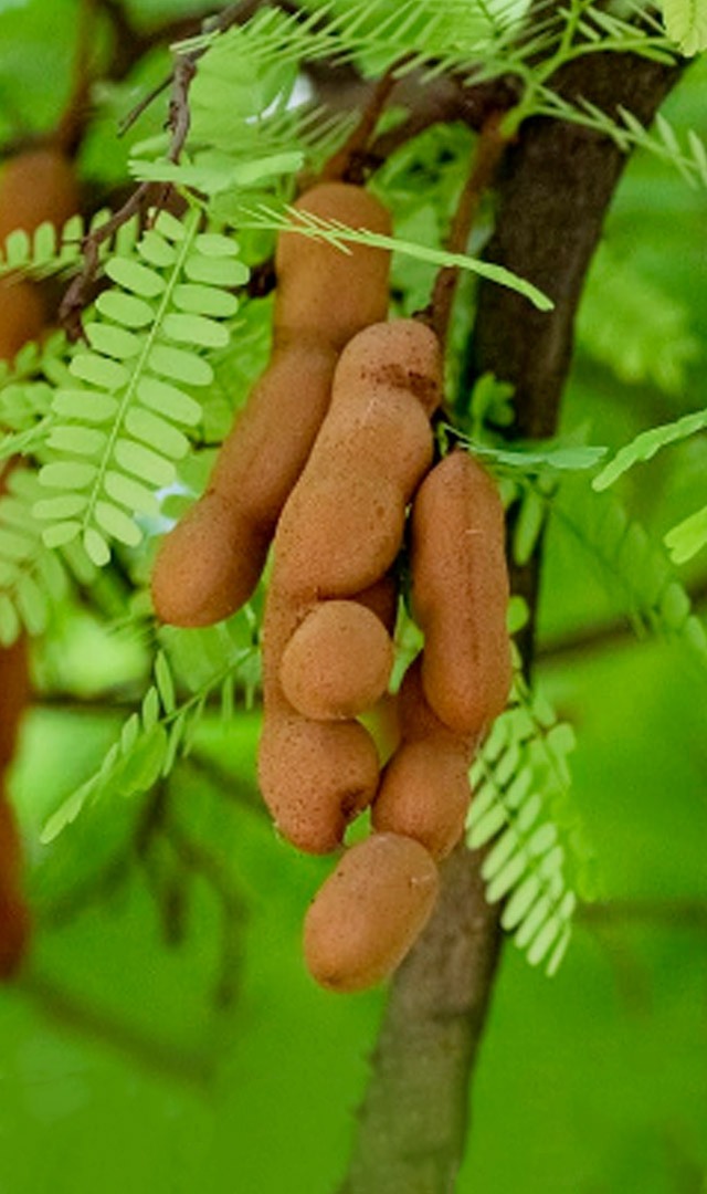 इमली के पेड़ से क्यों डरते हैं लोग? tamarind के क्या हैं फायदे? 
