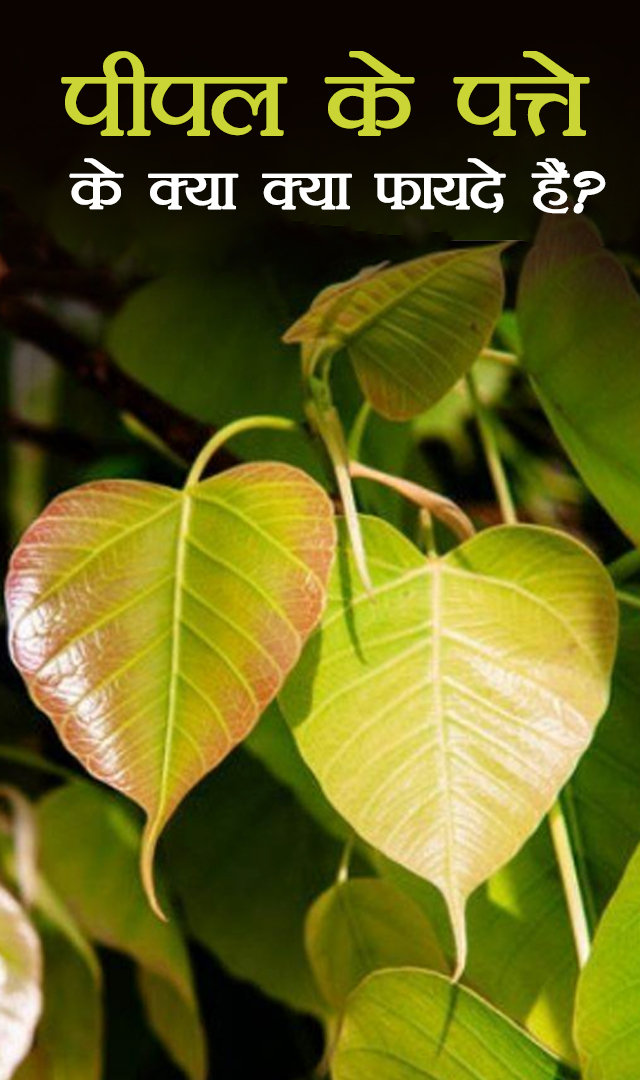 पीपल के पत्ते के क्या फायदे हैं?