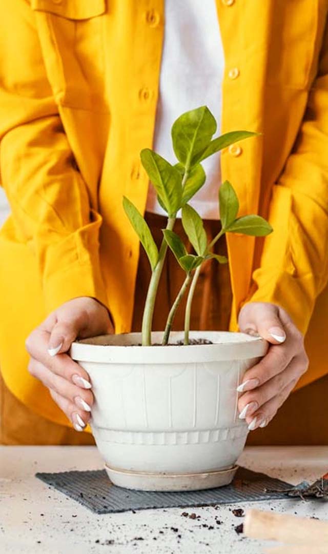 गर्मियों में 7 Tips की मदद से करें पौधों की देखभाल