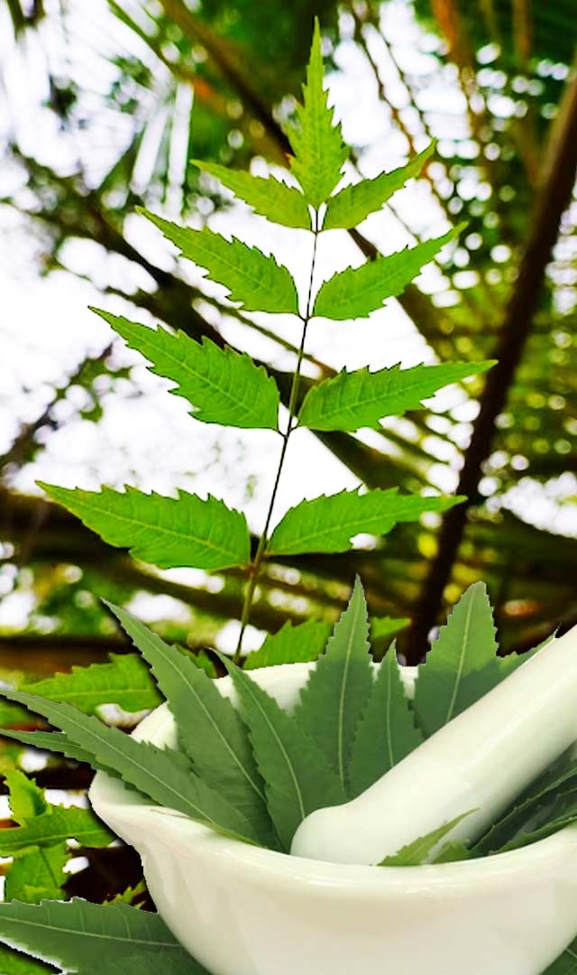 नीम के पत्ते खाने से क्या होगा?