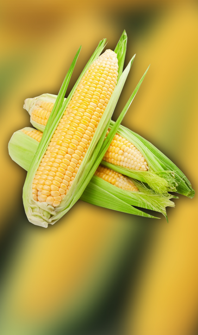 अच्छी सेहत चाहिए, बारिश में भुट्टा जरूर खाइए