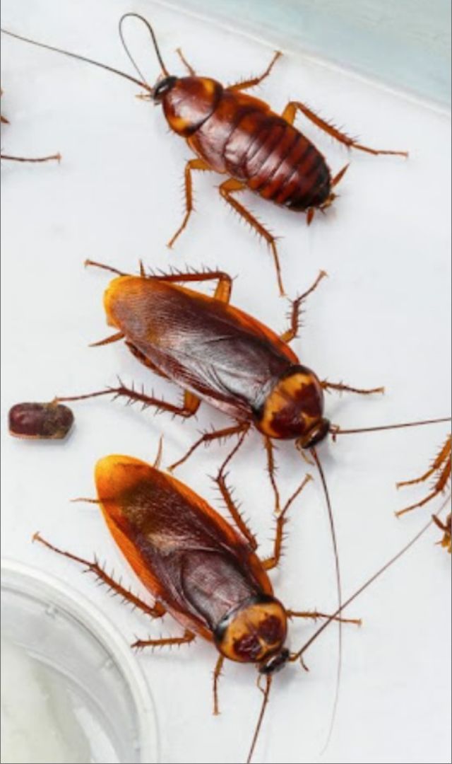 किचन में है कॉकरोच तो इन 8 टिप्स से भगाएं 