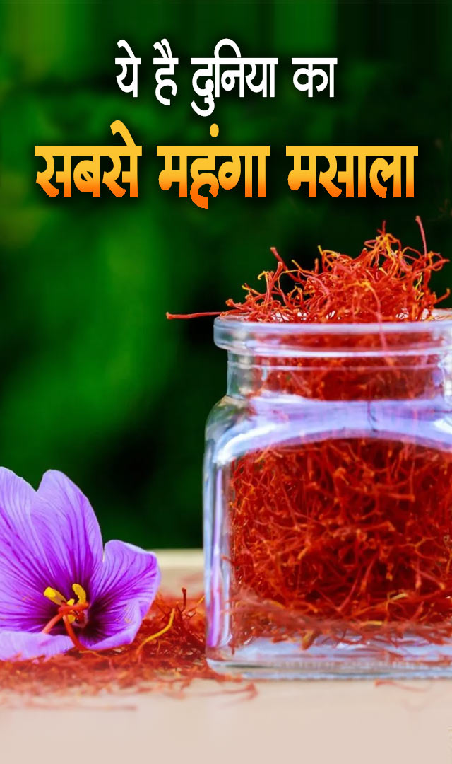 केसर : ये है दुनिया का सबसे महंगा मसाला