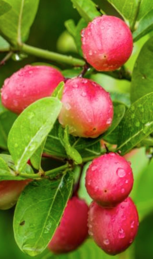 करौंदा : सिर्फ 2 महीने आता है ये फल, ऐसा क्या है खास