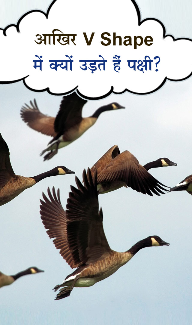 आखिर V Shape में क्यों उड़ते हैं पक्षी?