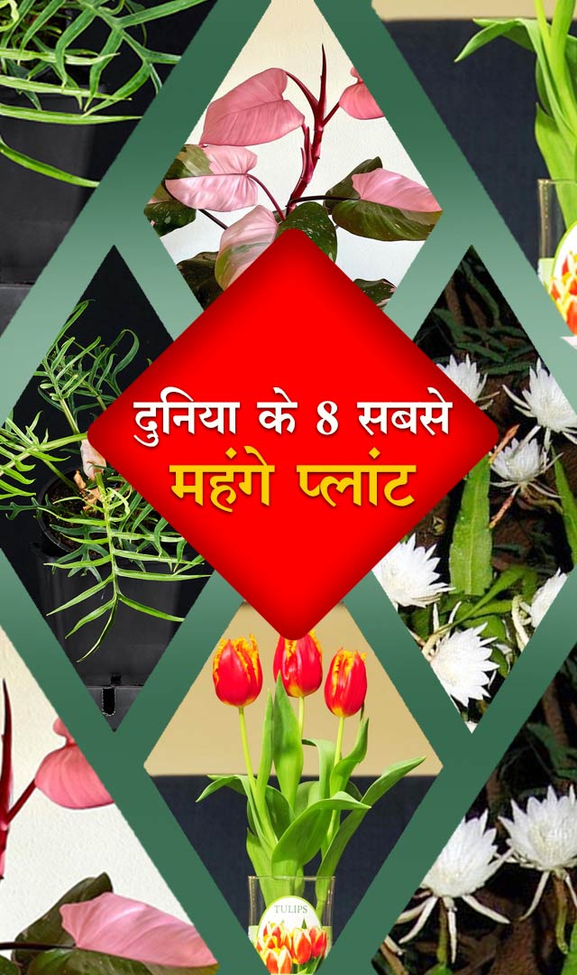 दुनिया के 8 सबसे महंगे plants