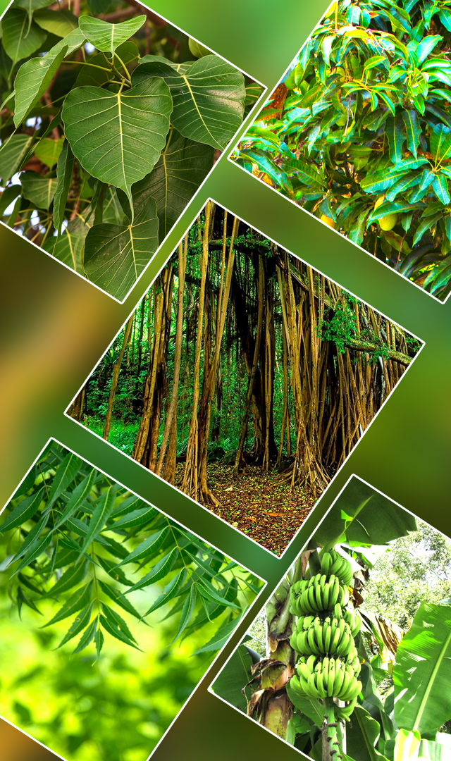 हरियाली अमावस्या पर 5 पौधे बदल देंगे किस्मत