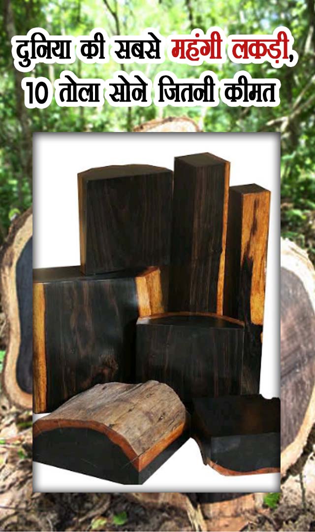 दुनिया की सबसे महंगी लकड़ी, 10 तोला सोने जितनी कीमत