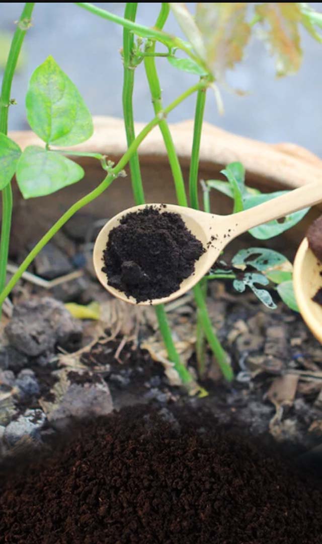 बची हुई चाय पत्ती का कैसे करें खाद के रूप में उपयोग?