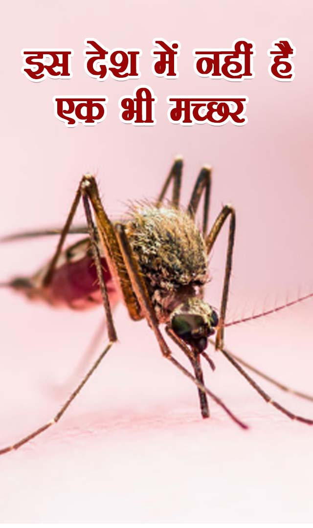  इस देश में नहीं है एक भी मच्छर