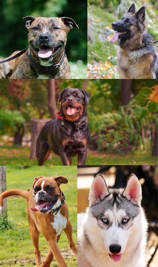  ये हैं दुनिया के 7 सबसे खतरनाक कुत्ते