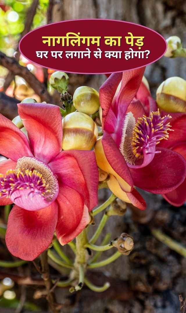नागलिंगम का पेड़ घर के पास लगाने से क्या होगा?