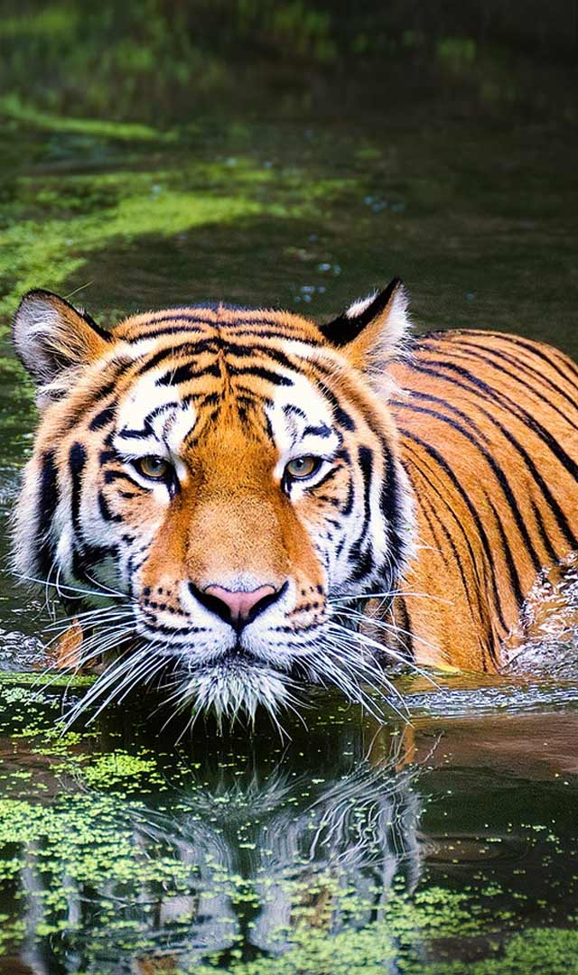 International Tiger Day :  भारत के किस राज्य में कितने बाघ, कौन हैं टॉप पर