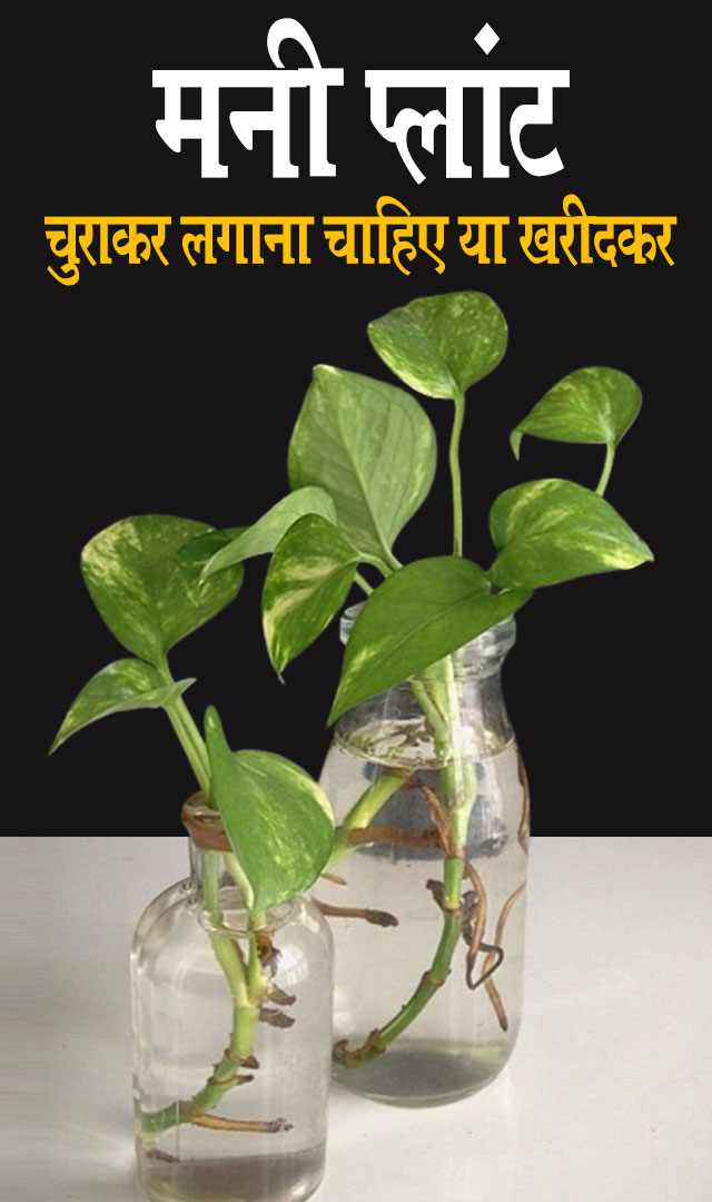 मनी प्लांट चुराकर लगानी चाहिए या खरीदकर