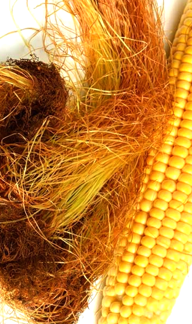 भुट्टे के बाल नहीं है बेकार, ऐसे करें इस्तेमाल