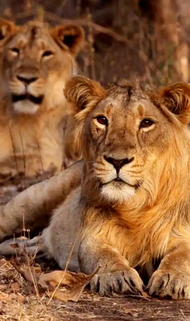 शेर से जुड़ी ये बातें नहीं जानते होंगे आप