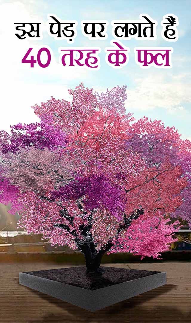 इस पेड़ पर लगते हैं 40 तरह के फल