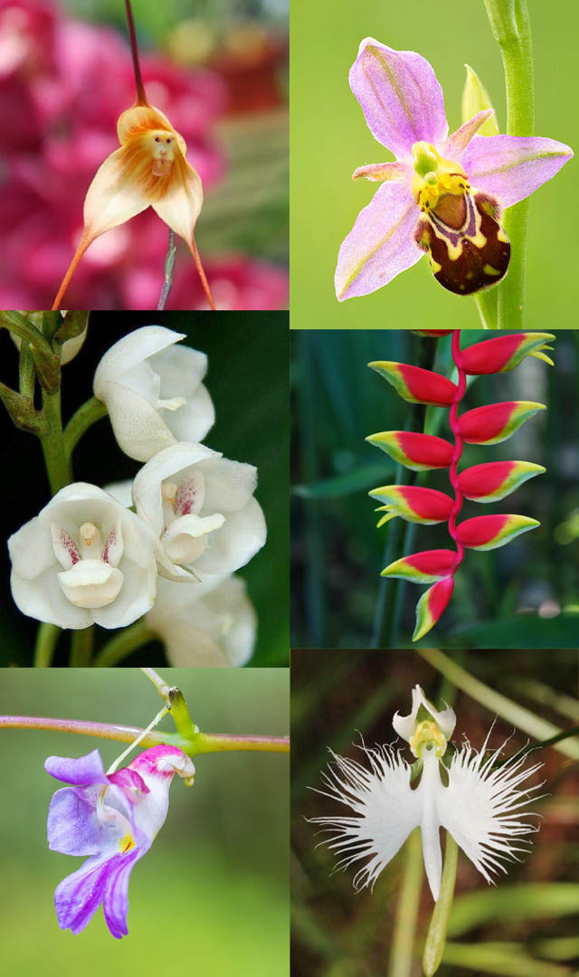 जानवरों की तरह दिखते हैं ये फूल