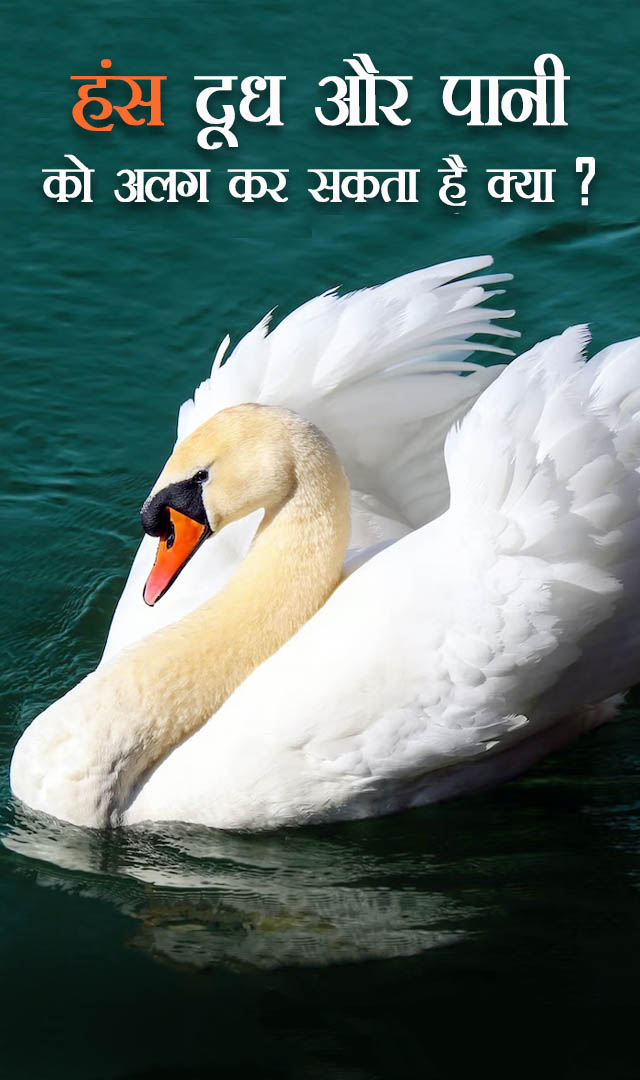 क्या सच में हंस दूध और पानी को कर देता है अलग