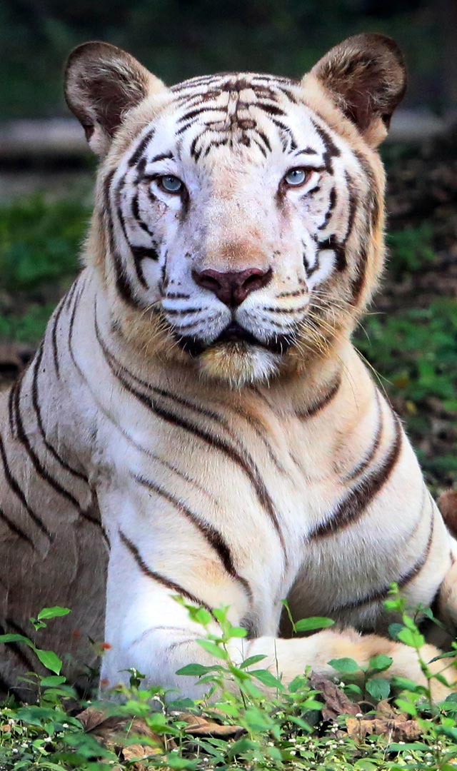 International Tiger Day बाघ बचाओ