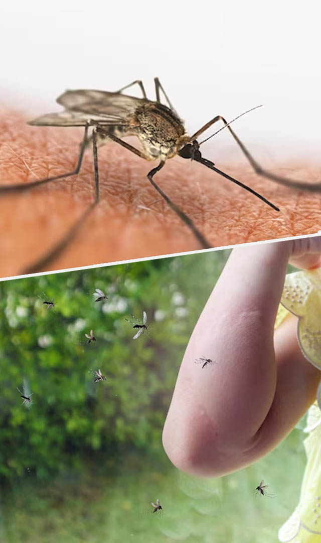 डेंगू के कारण हो गई है कमजोरी तो इन चीजों का करें सेवन