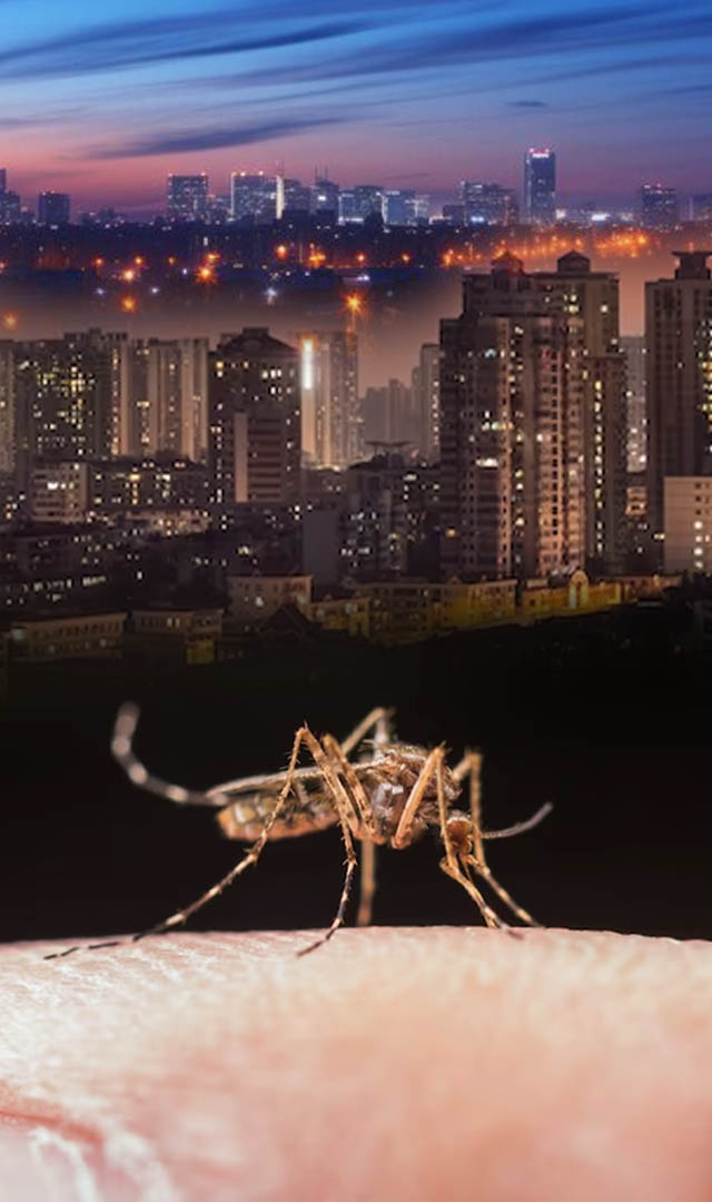 मलेरिया का मच्छर किस समय काटता है?